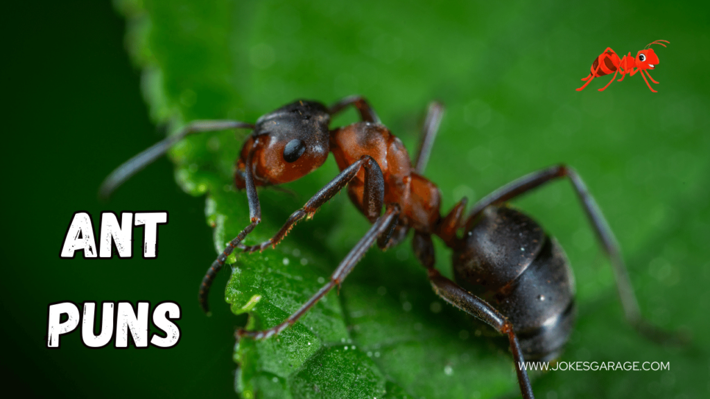 Ant Puns