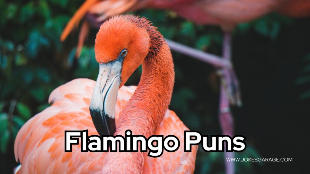 Flamingo Puns