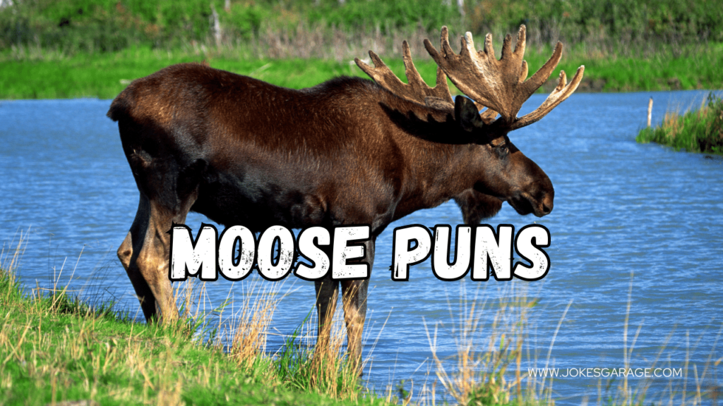 Moose Puns