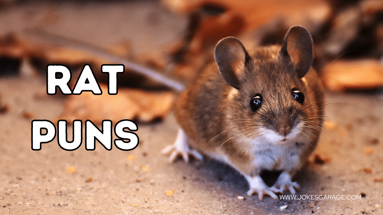 55 Rat Puns Here Jokes Garage