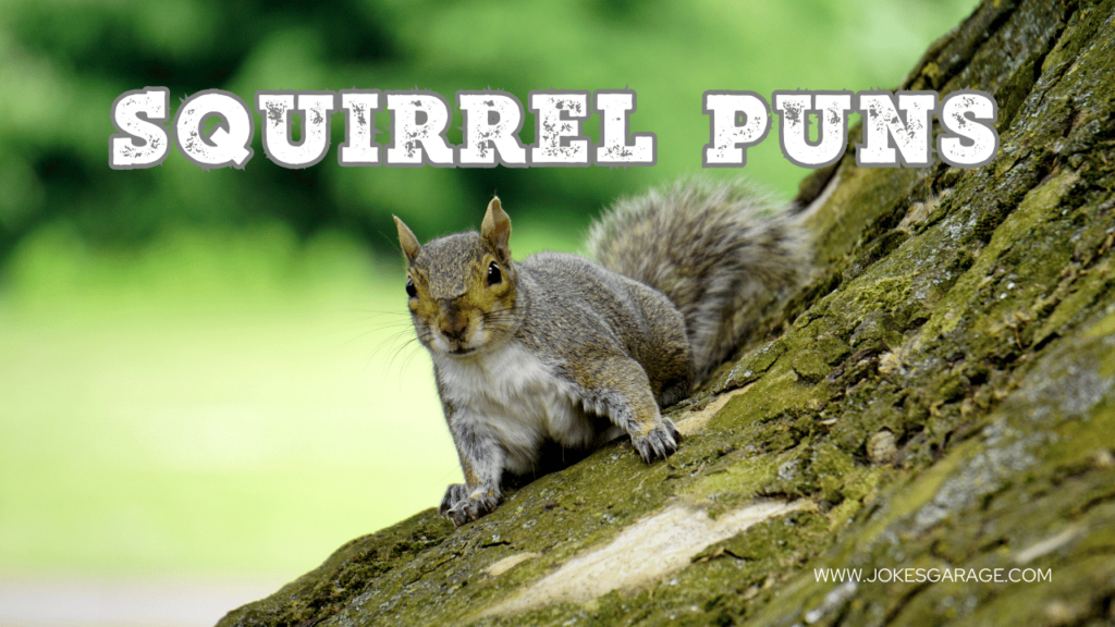 Squirrel Puns