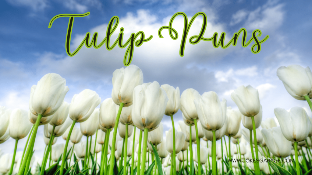 Tulip Puns