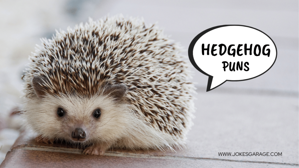 Hedgehog Puns