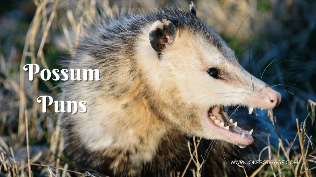 Possum Puns