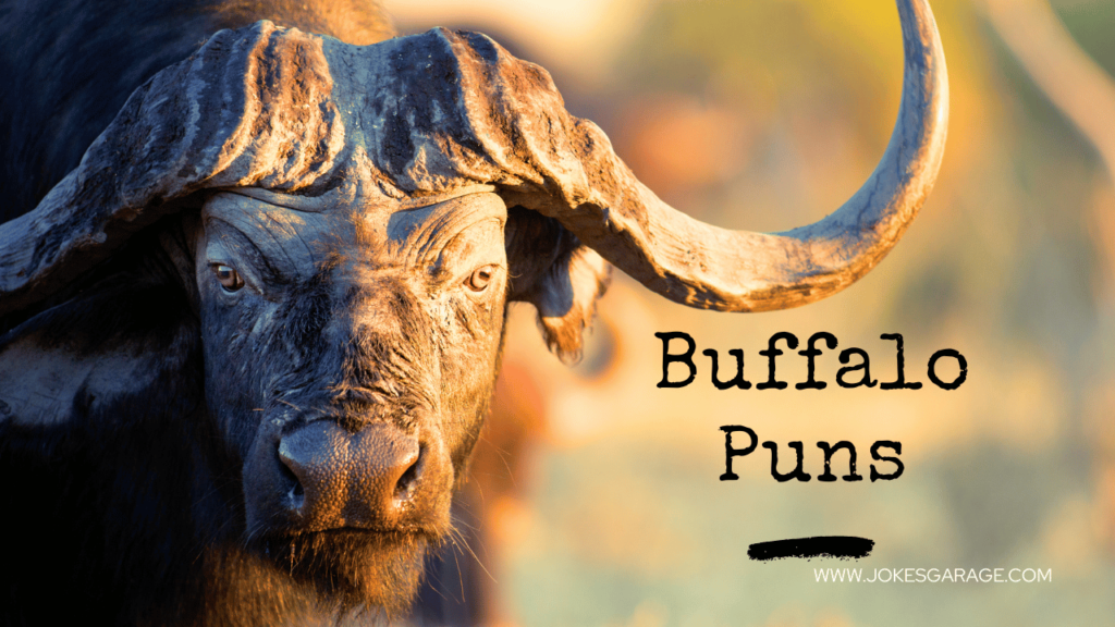 Buffalo Puns