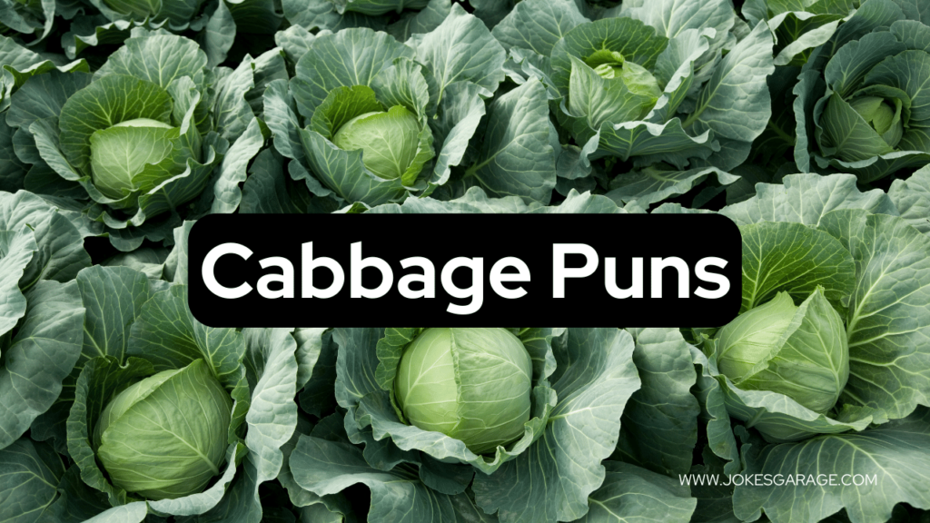 Cabbage Puns