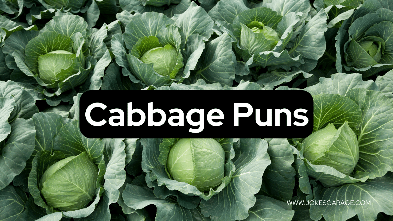 59 Funny Cabbage Puns Jokes Garage