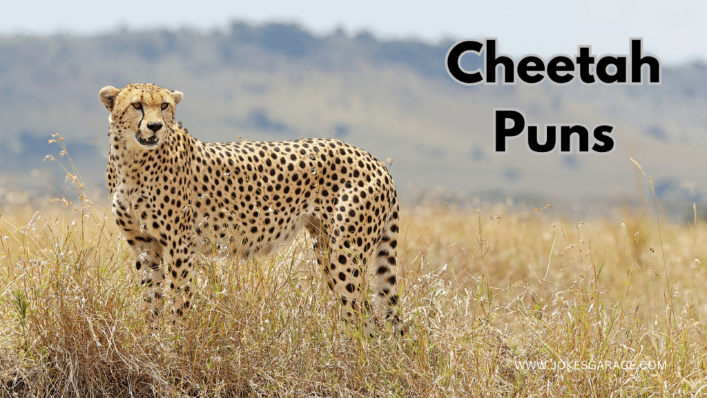 Cheetah Puns