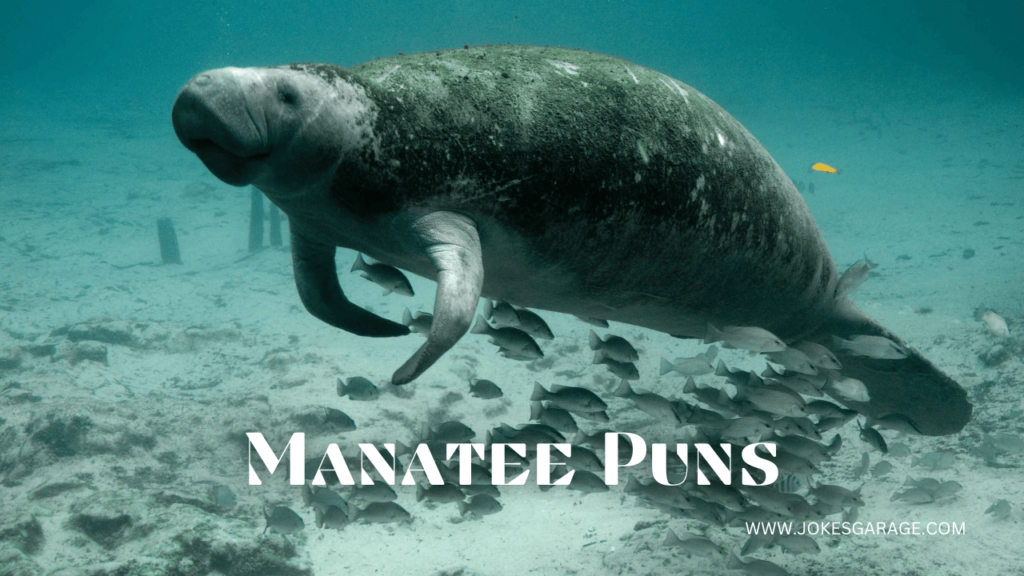 Manatee Puns