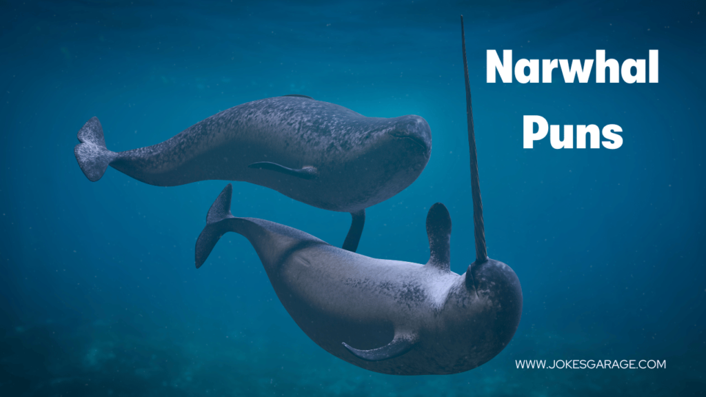 Narwhal Puns