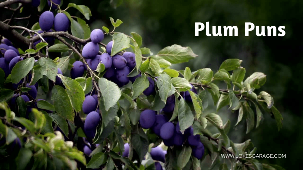 Plum Puns